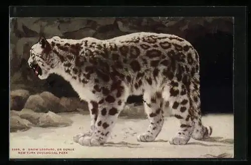 AK New York, Zoological Park, Snow Leopard, Or Ounce, Leopard im Gehege