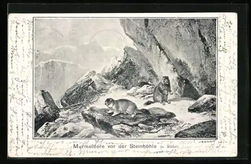 AK Murmeltiere vor der Steinhöhle