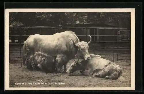 AK Yak, Member of the Cattle tribe found in Thibet