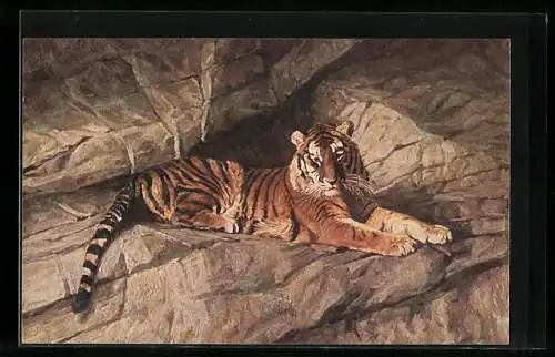 AK Tiger in einer sonnigen Felshöhle