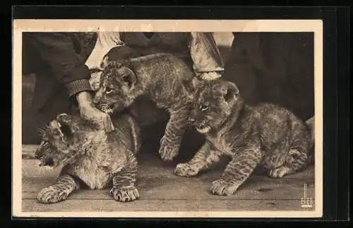 AK Parc Zoologique du Bois de Vincennes, Trois Lionceaux nés au Parc