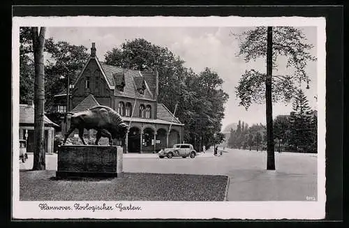 AK Hannover, Zoologischer Garten mit Stier