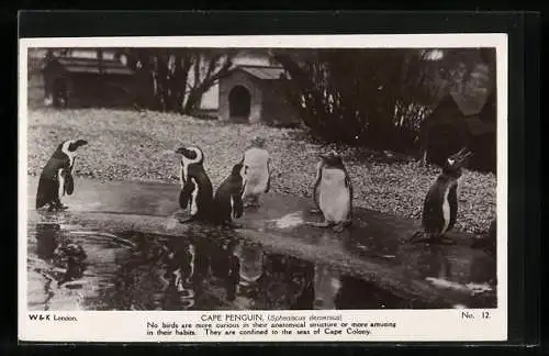 AK Pinguine in einer Freiluftanlage am Teich