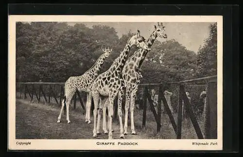 AK Giraffe Paddock, Whipsnade Park