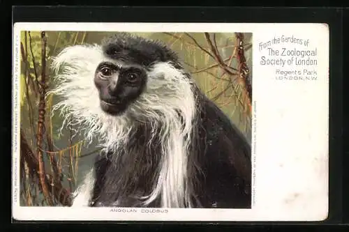 AK London, Zoological Society Regent`s Park, Angolan Colobus