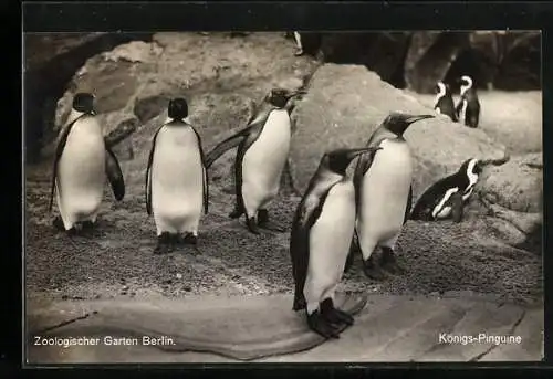 AK Berlin, Zoologischer Garten, Königs-Pinguine im Freigehege