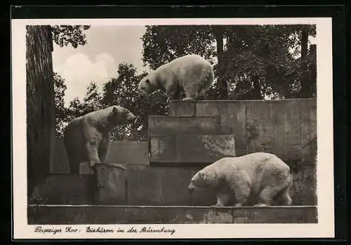 AK Leipzig, Zoo, Eisbären in der Bärenburg