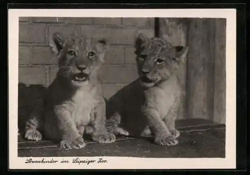 AK Leipzig, Zoologischer Garten, Löwenkinder