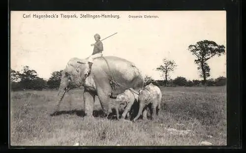 AK Stellingen, Carl Hagenbeck`s Tierpark, Grasende Elefanten