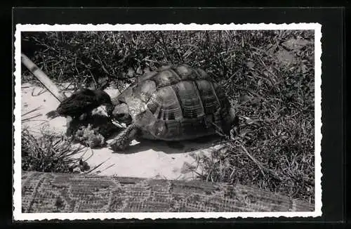 Foto-AK Schildkröte und Rabenvogel in der Sonne