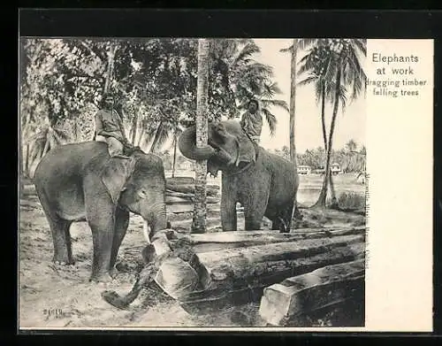 AK Elephants at work, dragging timber felling trees