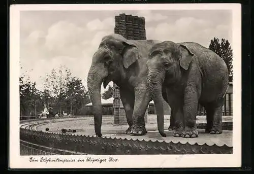 AK Leipzig, Elefantenpaar des Leipziger Zoos