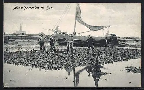 AK Mosselperceelen in Zee, Muschelzucjht