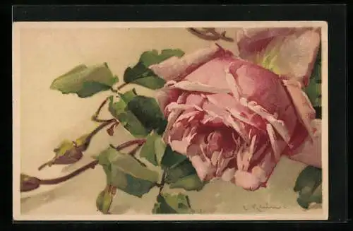 Künstler-AK Catharina Klein: Detailreiche Darstellung einer rosafarbenen Rose mit Knospen und Blättern