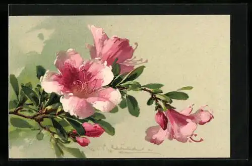 Künstler-AK Catharina Klein: Zweig mit rosa Kirschblüten und Knospen vor hellem Hintergrund