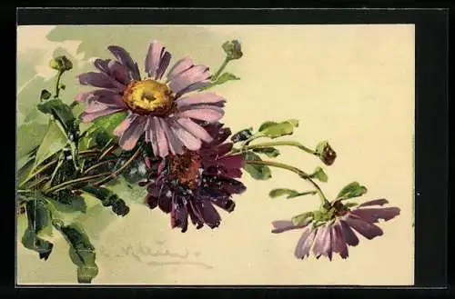 Künstler-AK Catharina Klein: Lila und violette Margeritenblüten mit grünen Blättern