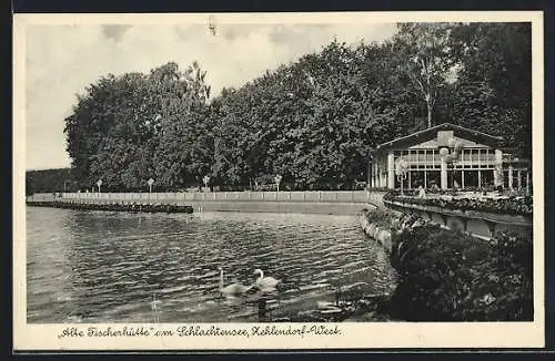 AK Berlin-Schlachtensee, Schwanenpartie an der Alten Fischerhütte