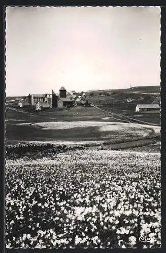 AK Aubrac /Aveyron, Ses Champs de Narcisses