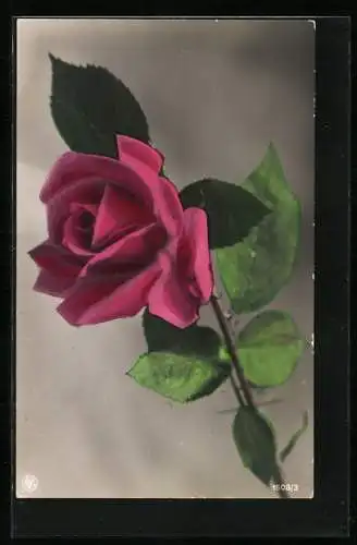 Foto-AK NPG Nr. 1508 /3: Blühende rosa Rose