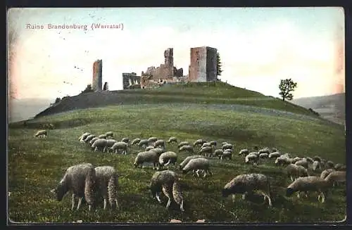 AK Brandenburg /Werratal, Schafherde vor der Ruine