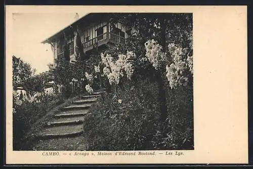 AK Cambo, Maison d`Edmond Rostand, Les Lys