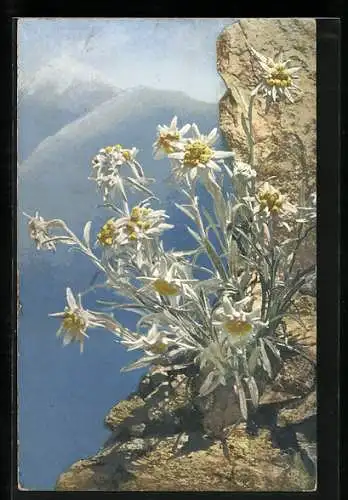 Künstler-AK Photochromie Nr. 447: Leontopodium alpinum, Edelweiss blühend