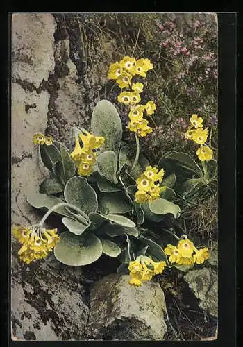 AK Photochromie NR 792: Primula auricula, Aurikel