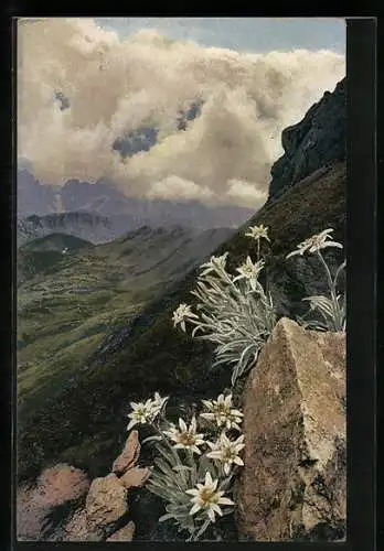 Künstler-AK Photochromie Nr. 920: Leontopodium alpinum, Edelweiss