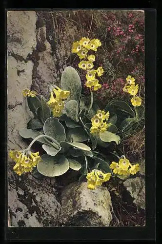 AK Photochromie NR 792: Primula auricula, Aurikel