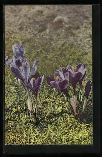 Künstler-AK Photochromie Nr. 616: Crocus vernus, aufblühende Krokusse