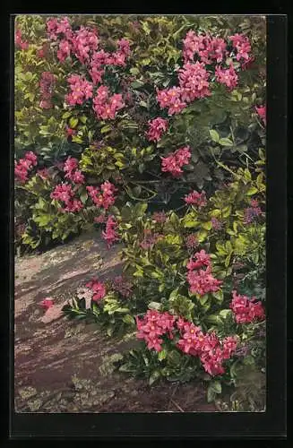 Künstler-AK Photochromie Nr. 917: Rhododendron hirsutum, blühender Rhododendron