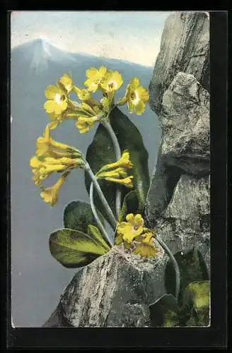 Künstler-AK Photochromie Nr. 463: Primula auricula, Aurikel