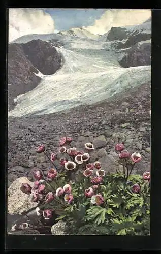 Künstler-AK Photochromie Nr.: 505, Ranunculus glacialis