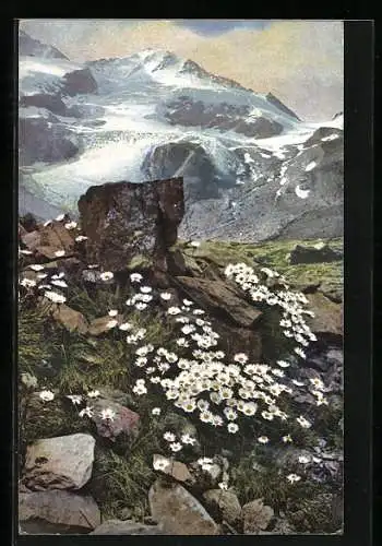 Künstler-AK Photochromie Nr. 518: Alpenmargerite, Chrysanthemum alpinum