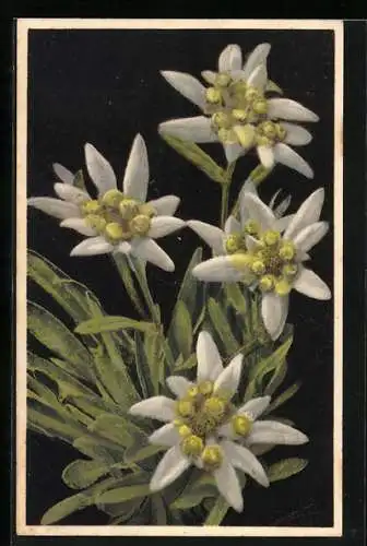 Künstler-AK Photochromie Nr. 1862: Leontopodium alpinum, Edelweiss