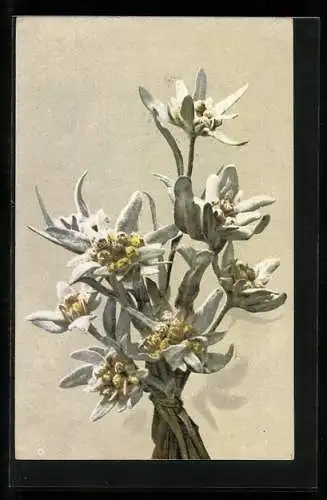 Künstler-AK Photochromie Nr.1172: Leontopodium alpinum, gebundener Strauss Edelweiss