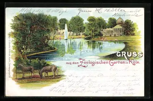 Lithographie Köln, Zoologischer Garten mit Zebras