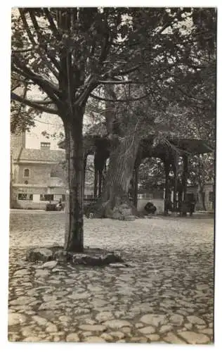 Fotografie unbekannter Fotograf, Ansicht Sarajevo, Moschee-Garten mit Pavillion