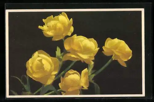 Künstler-AK Photochromie Nr. 1893: Trollblume, Trollius europaeus