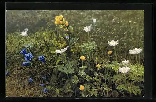 Künstler-AK Photochromie Nr. 952: Anemone Alpina, Trollus europaeus, und andere