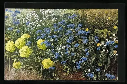 Künstler-AK Photochromie Nr. 888: Eryimum Cheiranthus, Myositis alpestris, Saxifraga adscendens