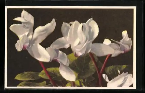 Künstler-AK Photochromie Nr. 1884: Cyclamen latifolium, Alpenveilchen