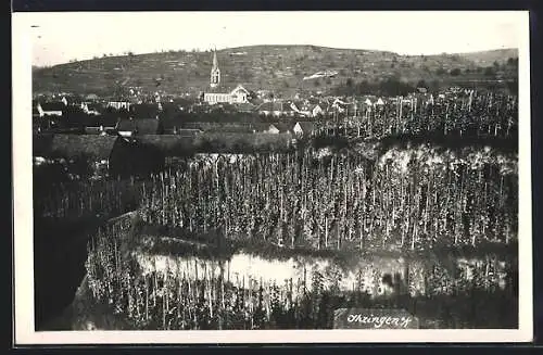 Foto-AK Ihringen, Ortsansicht mit Hopfenfeldern