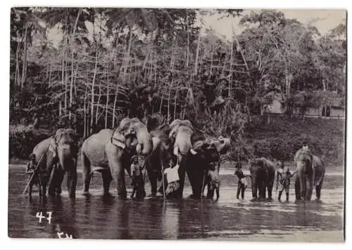 Fotografie Indien, indische Elefantenführer mit Elefanten am Fluss