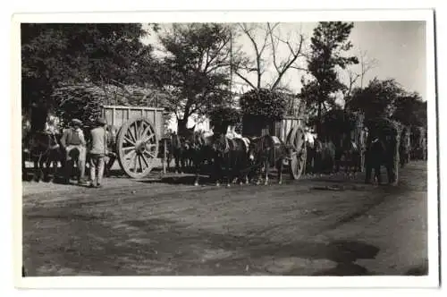 Fotografie unbekannter Fotograf, Ansicht Tucuman / Argentinien, Transport von Zuckerrohr Graneros Azucar