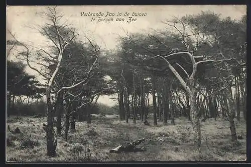 AK Bergen aan Zee, Verbrande Pan in de duinen