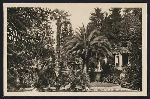AK Mainau, Der Palmenhain am Schloss