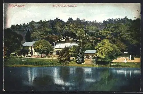 AK Wiesbaden, Uferansicht mit Gasthaus Fischzucht-Anstalt