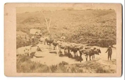 Fotografie Afrika, Afrikaner lotsen Ochsengespann durch einen Fluss