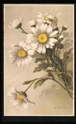 Künstler-AK A.Haller: Margeriten